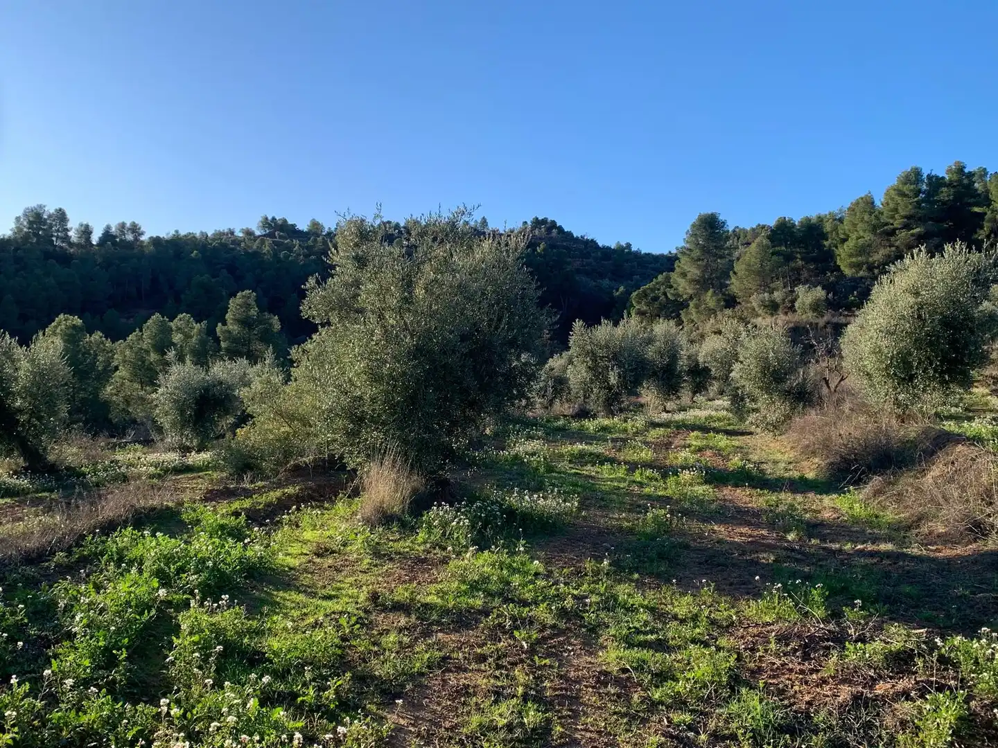 Terreno rustico in vendita a Juncosa, imagen 10
