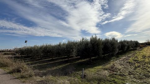 Santa AmaliaTerreno