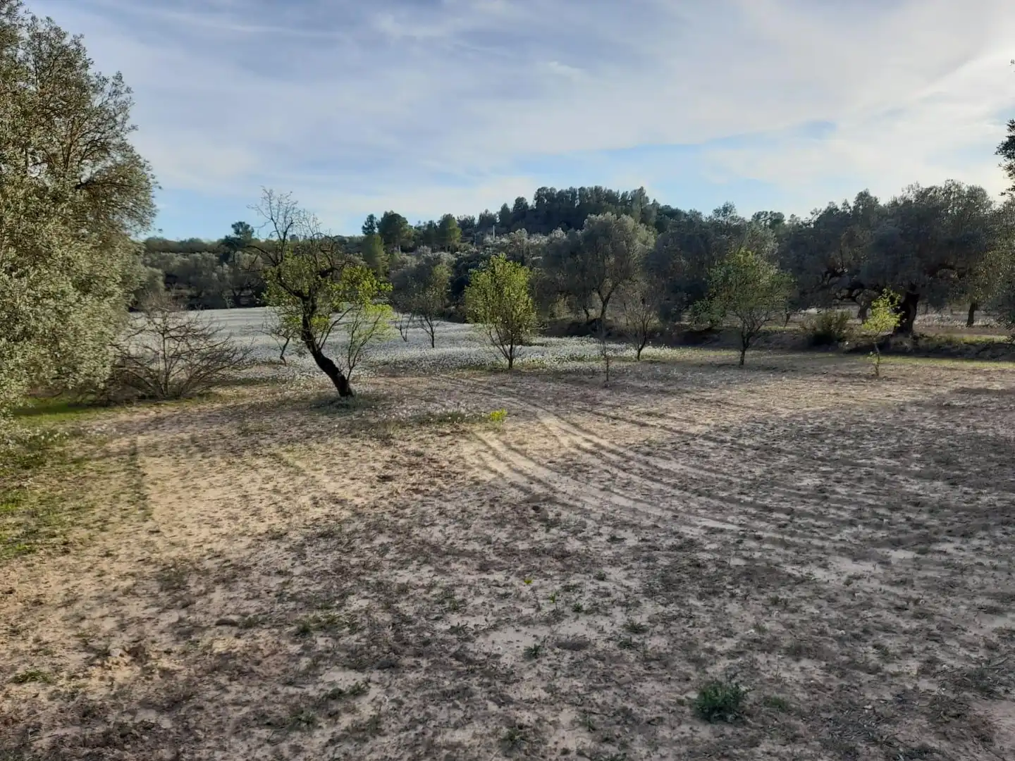 Rural land for sale in Ascó, imagen 3