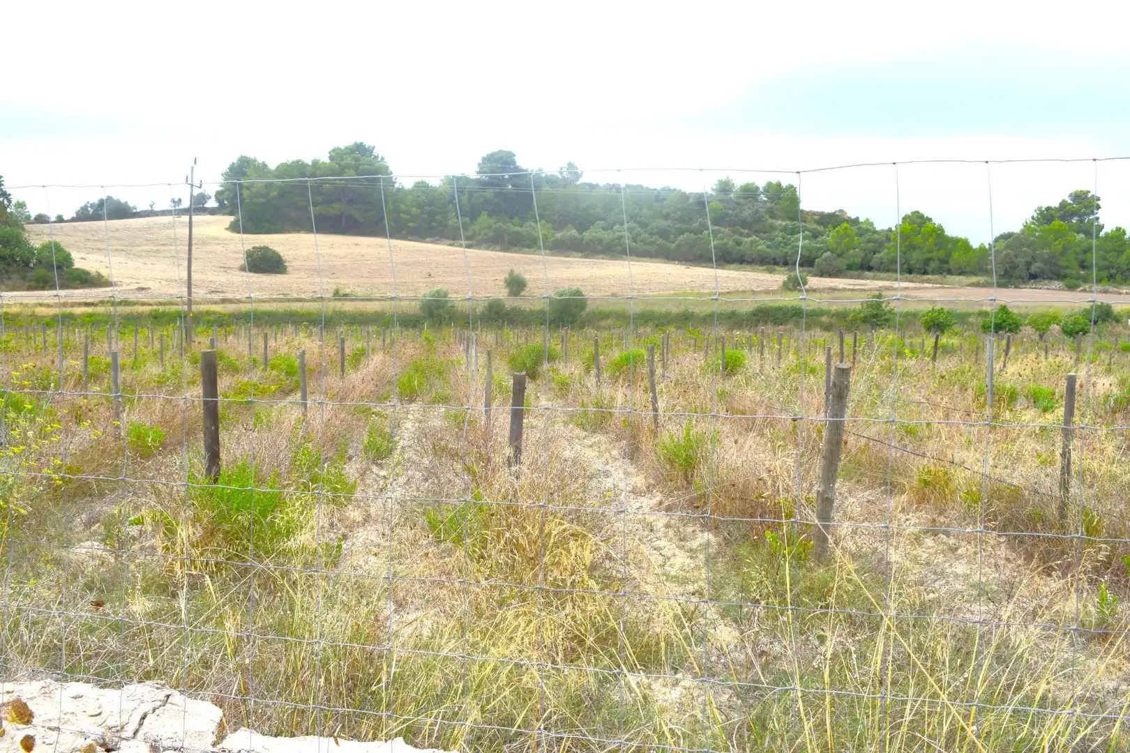 Residential land for sale in Santa Margalida Poble, imagen 15