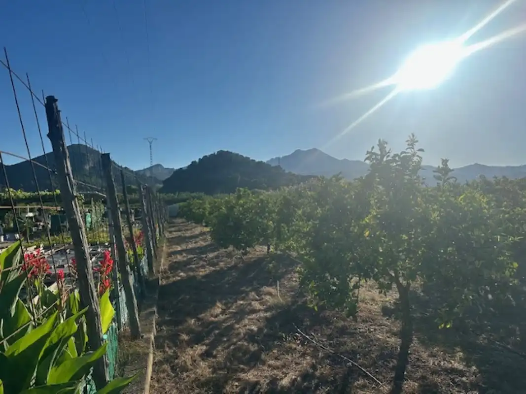 Vista exterior de Terreno en venta en Xeresa