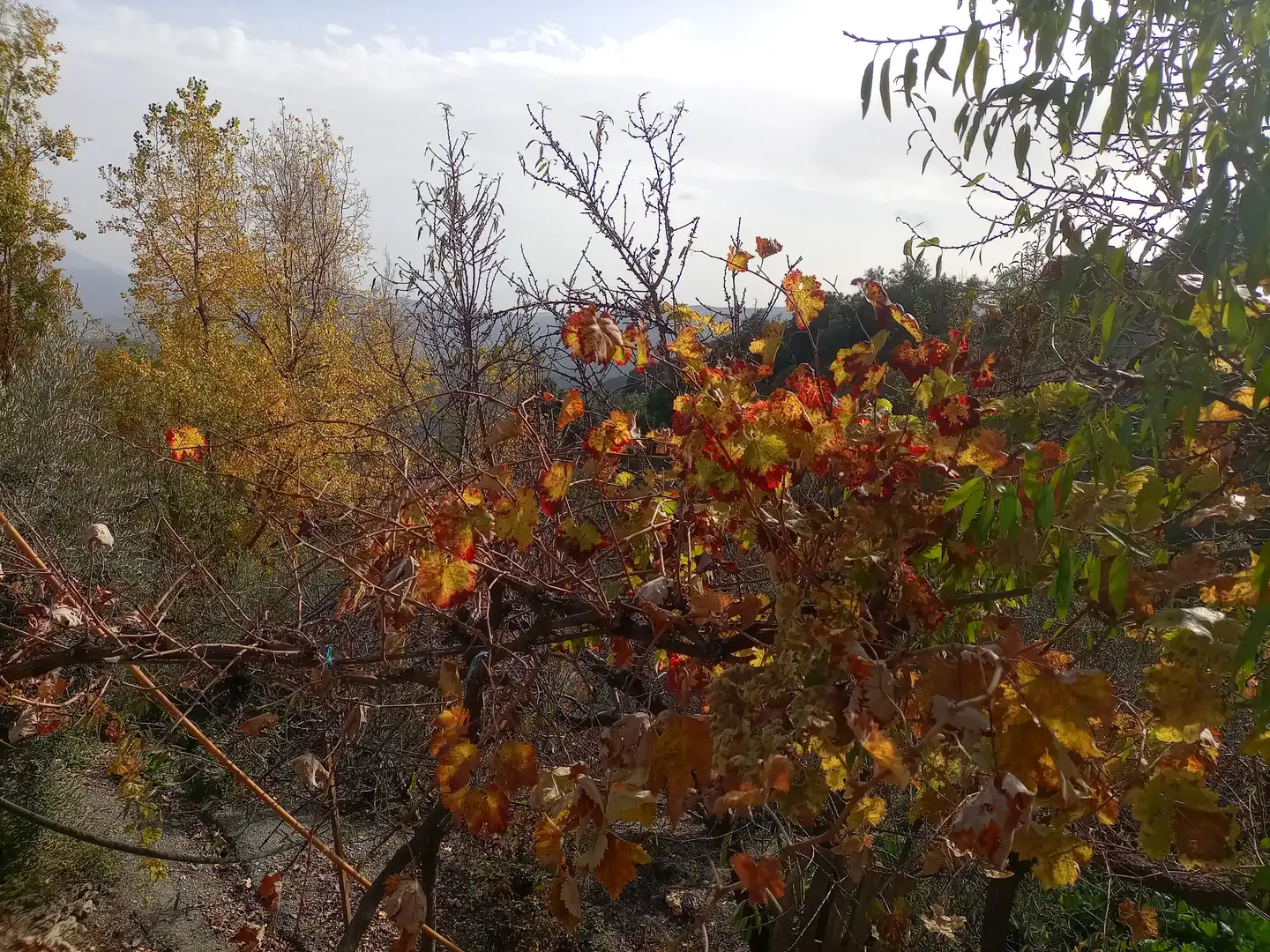 Terreny rústic en venda a Alpujarra de la Sierra, imagen 4
