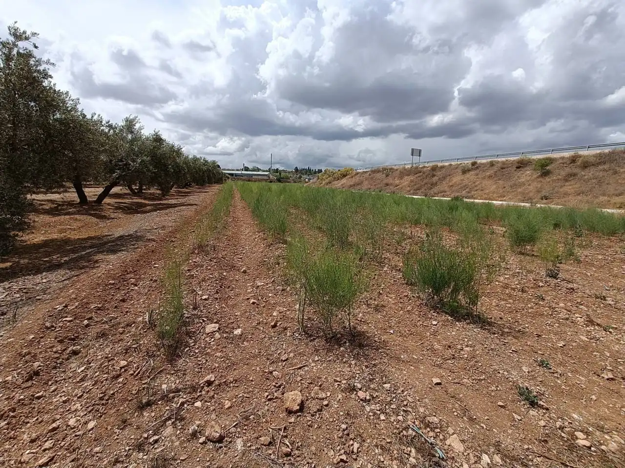 Rural land for sale in Moraleda de Zafayona, imagen 9