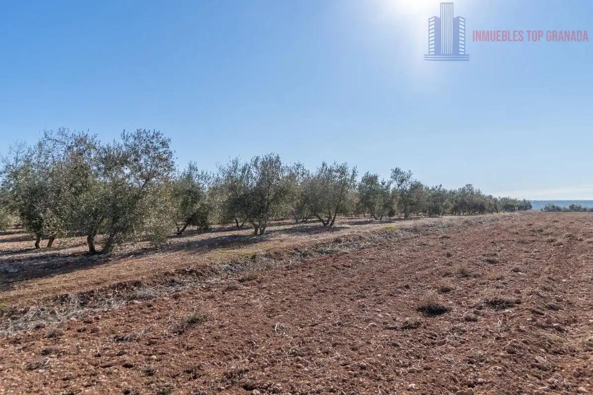 Terreni e lotti in vendita a Pago cortijo de las Monjas Parcela 19, imagen 38