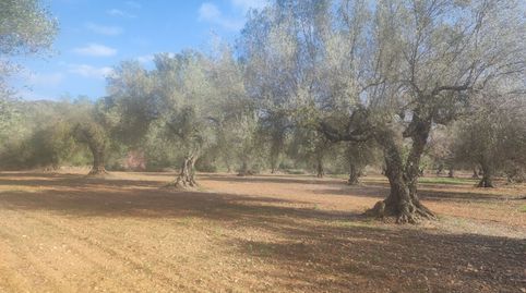 Finca Rúst. en venta en Ulldecona., imatge 3