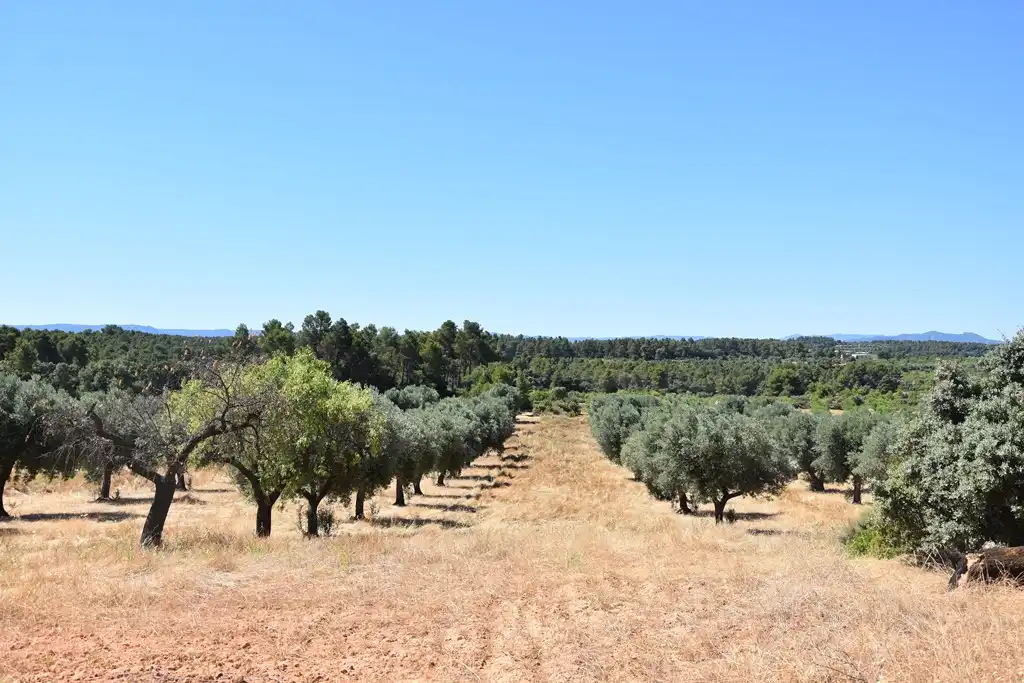 Terreno en venta en Arens de Lledó