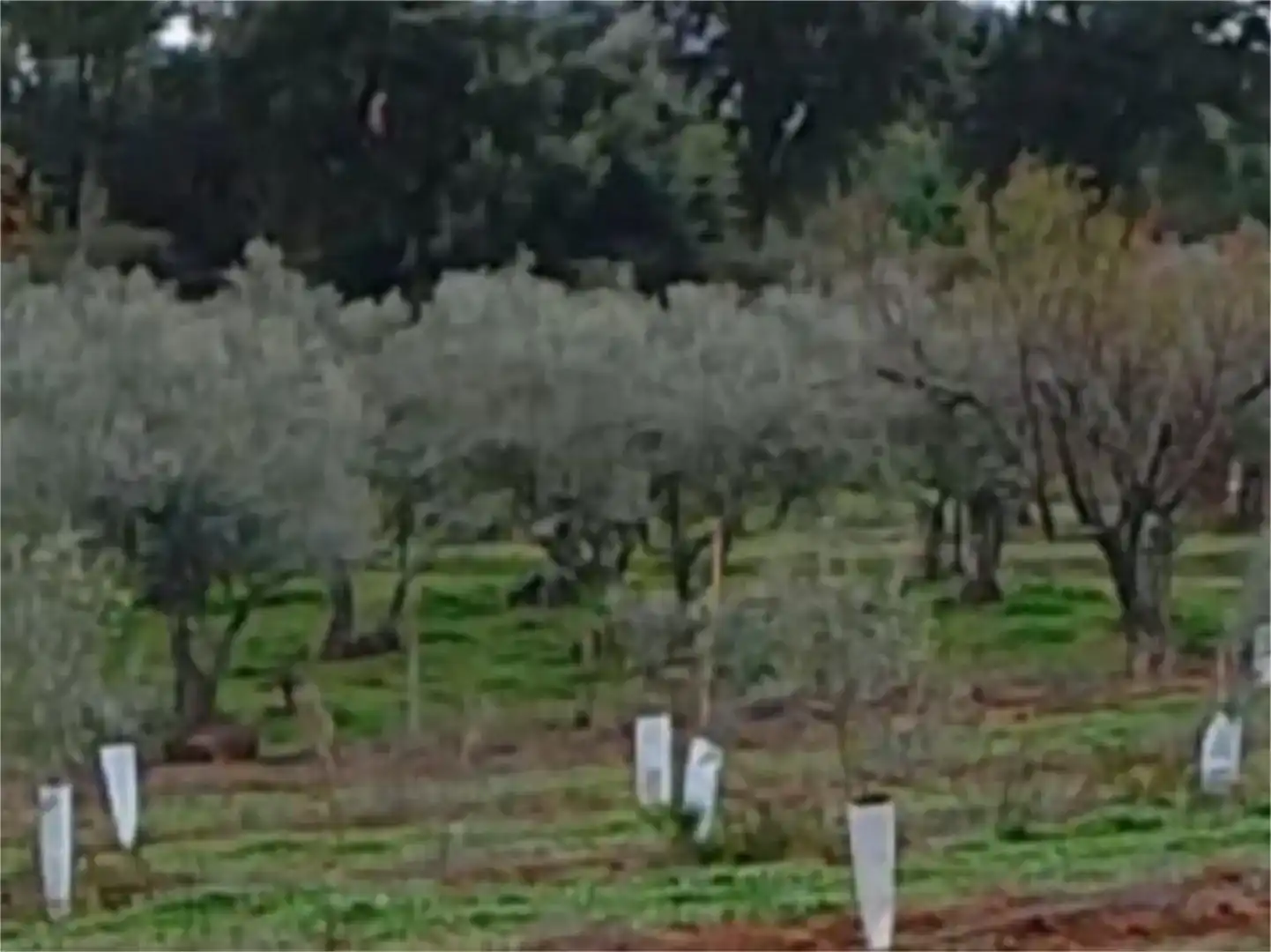 Finca rústica en venda en Torre de Don Miguel