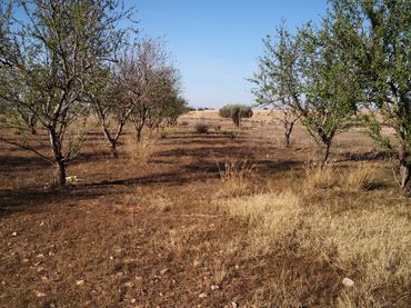 Terreno rustico in vendita a Pedanías Oeste