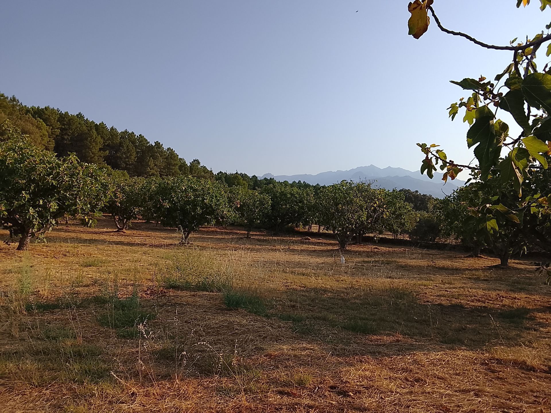Terreno en venta en Madrigal de la Vera