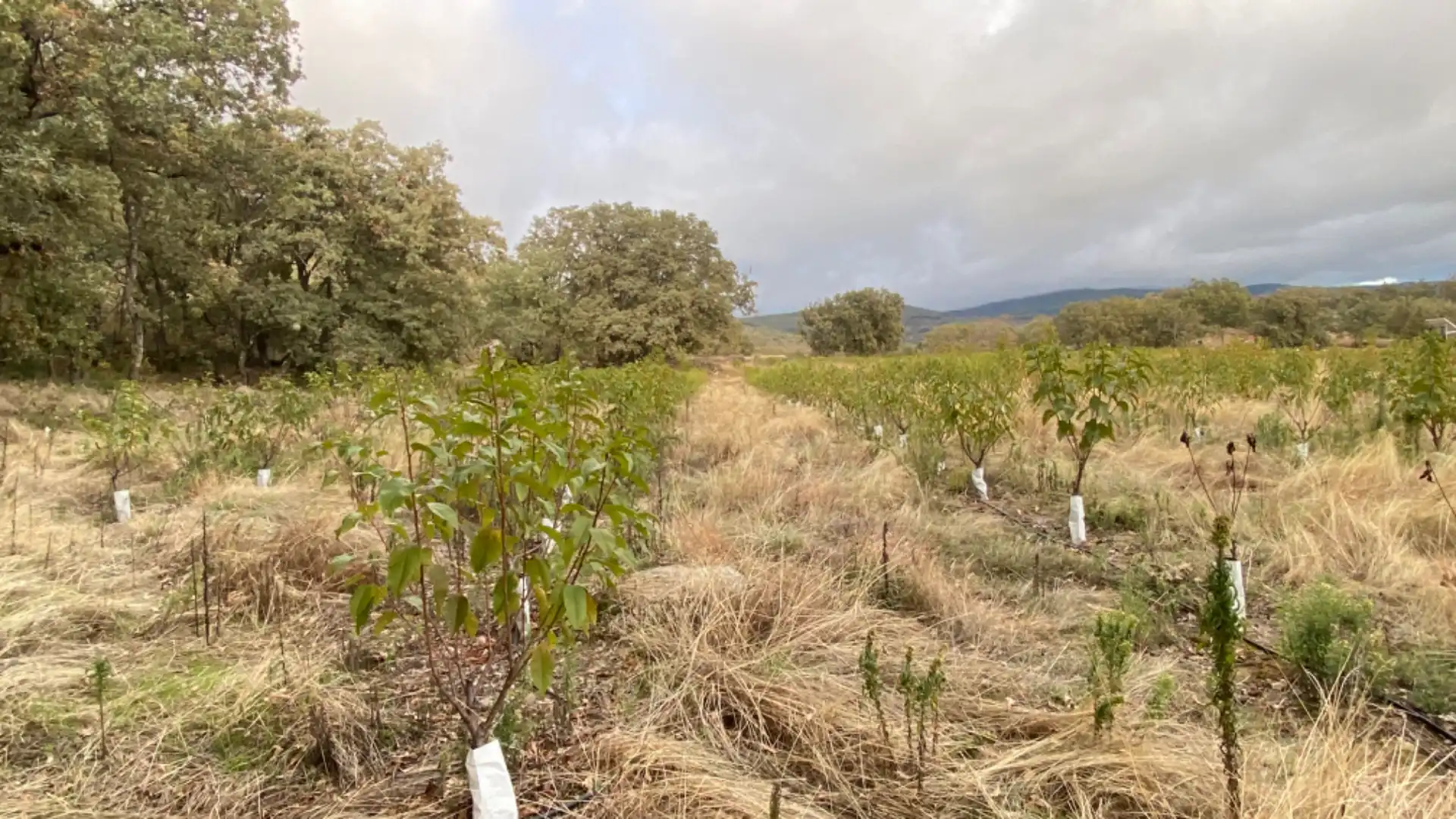 Terreni e lotti in vendita a Gargüera, imagen 7