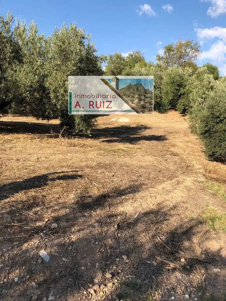 Terreny rústic en venda a Priego de Córdoba, imagen 5
