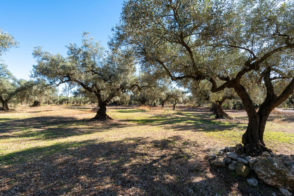 Land for sale in La Galera 