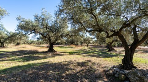 Finca rústica de olivos sin edificación
