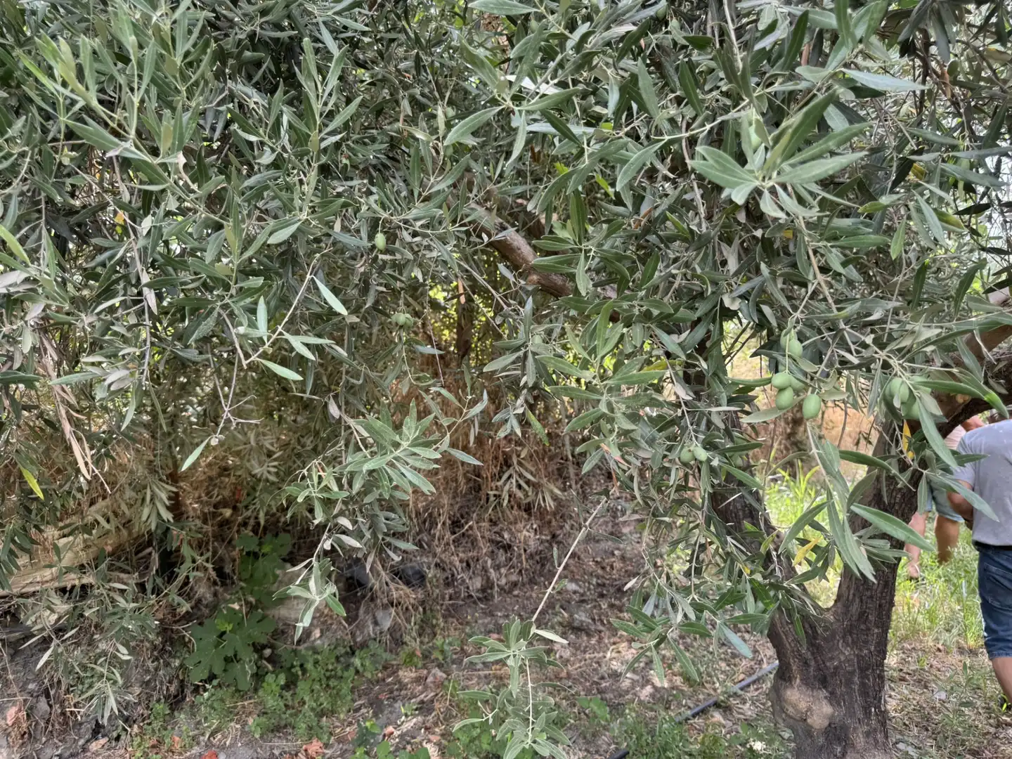 Terreny en venda en Ohanes