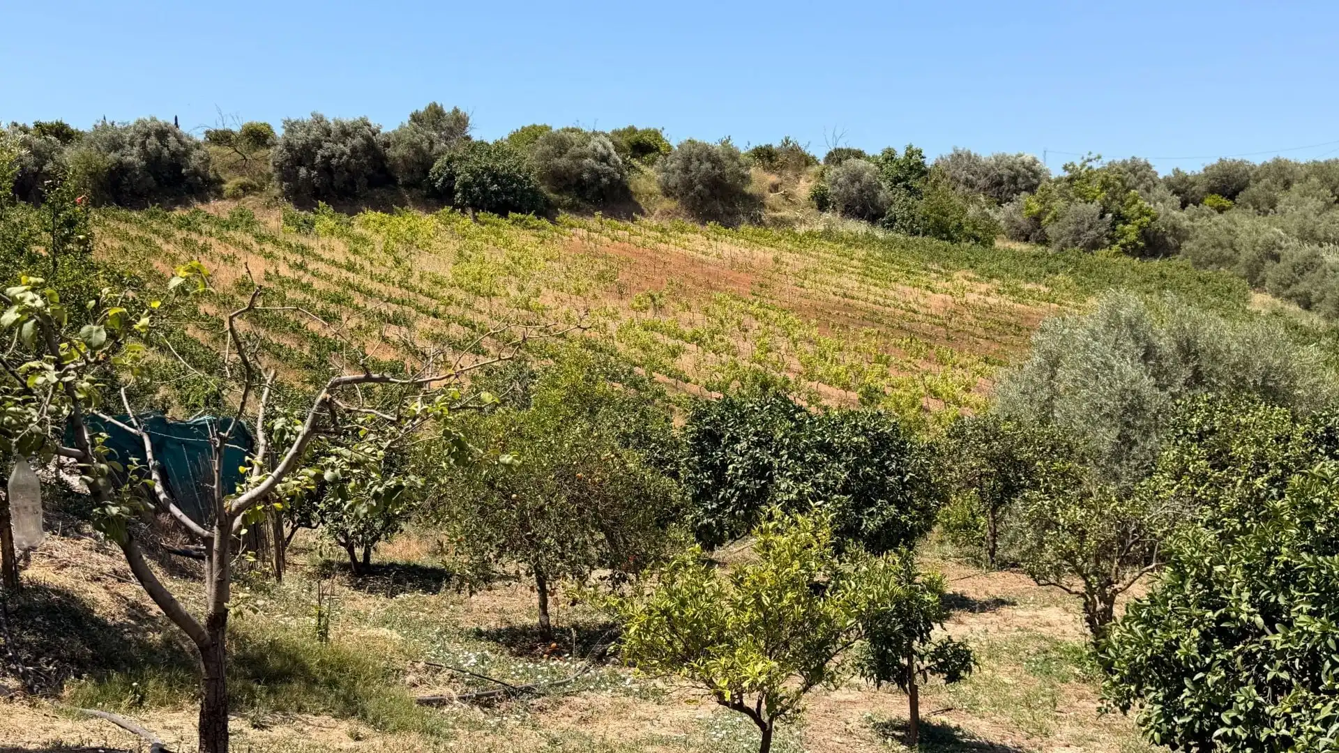 Finca rústica en venta en Centro