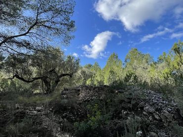 Terreny rústic en venda a bassa nadell