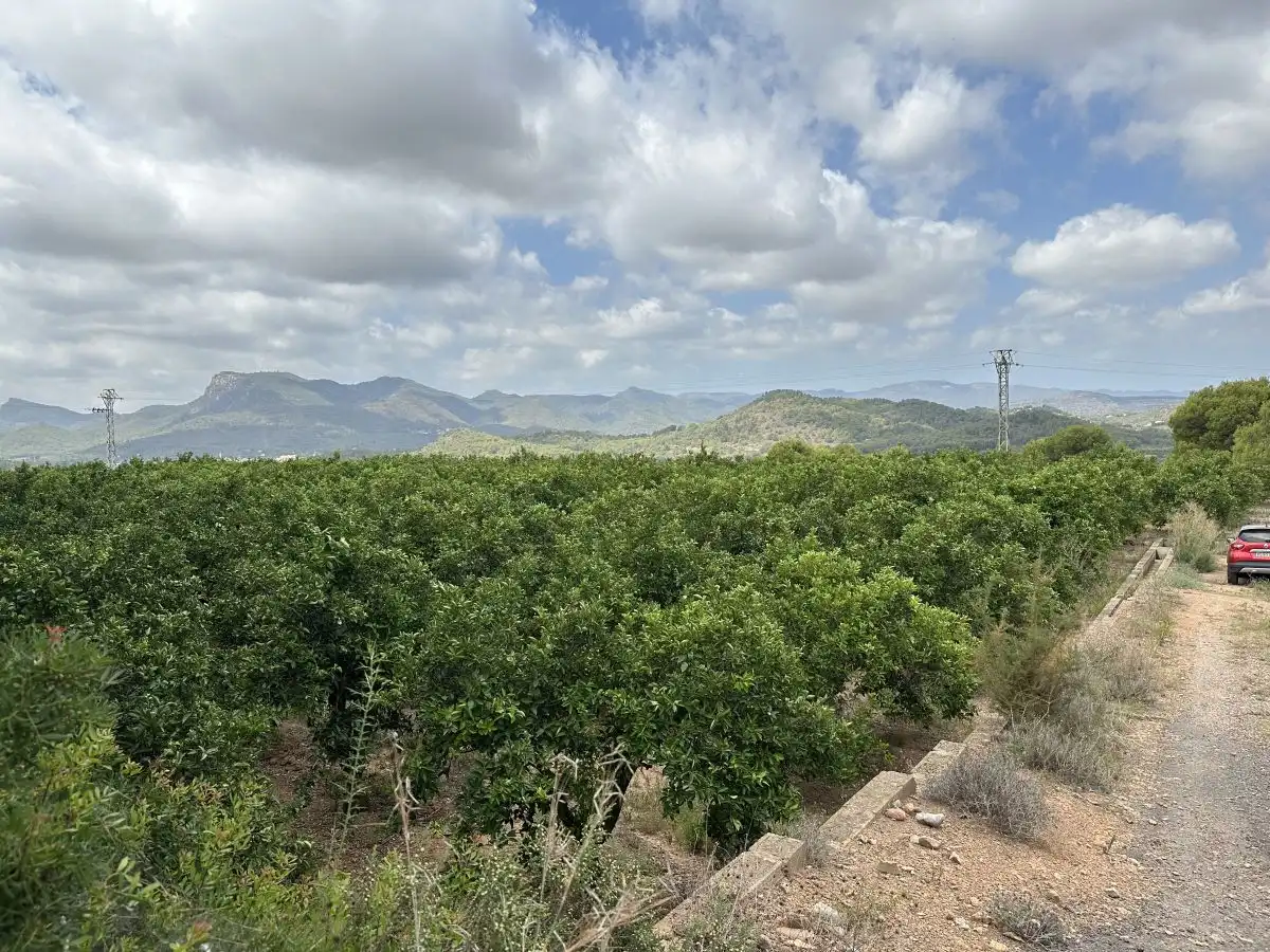 Rural land for sale in Sagunto ciudad, imagen 7