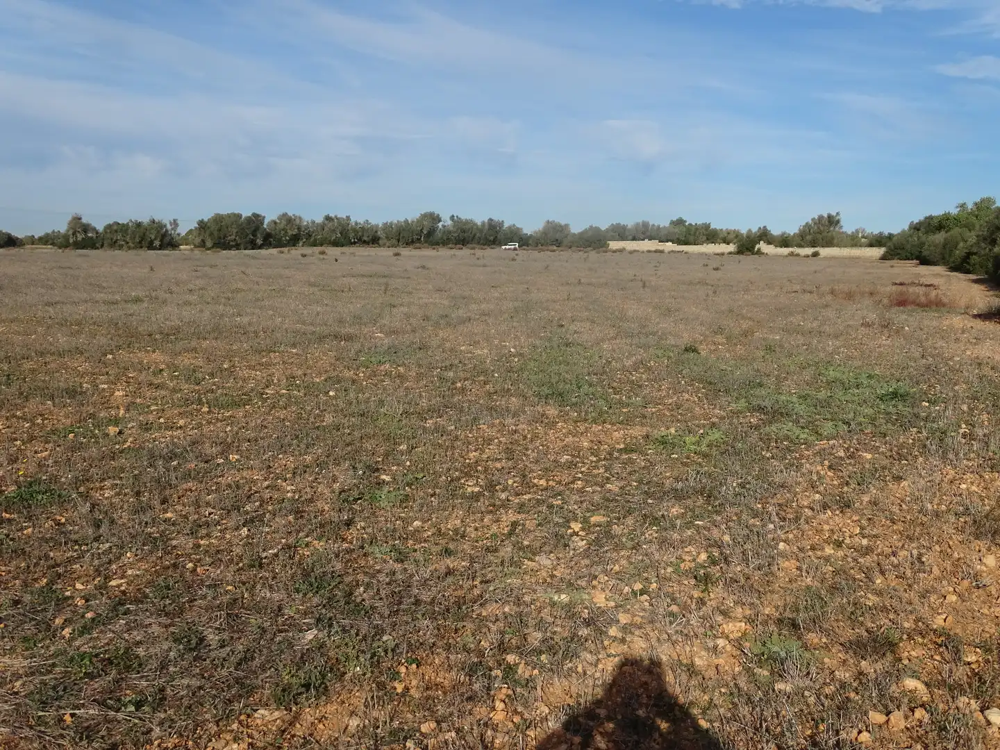 Terreno rustico in vendita a Llucmajor pueblo, imagen 5