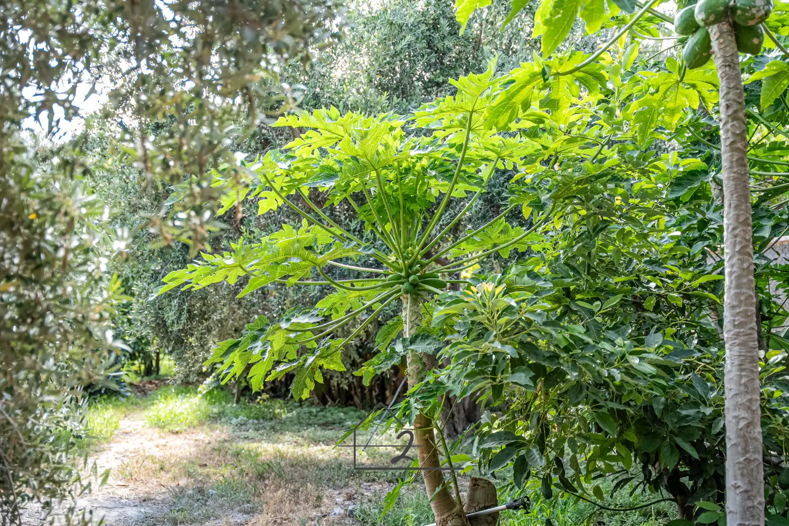 Garden of Land for sale in Vícar