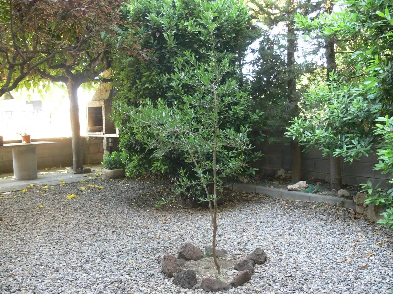 Jardí de Finca rústica en venda en Guissona amb Calefacció, Jardí privat i Terrassa