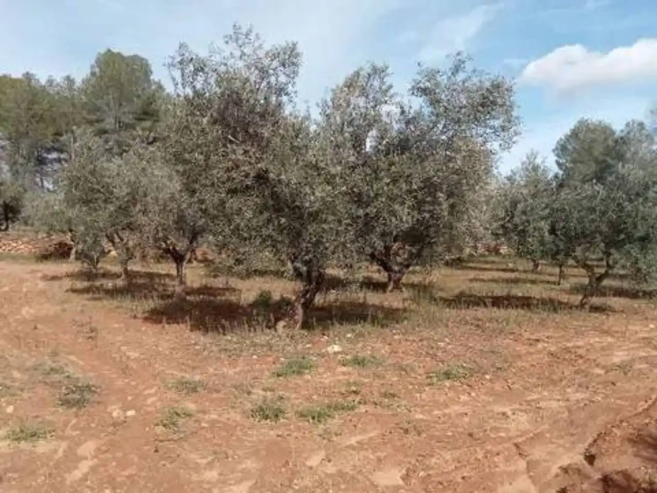 Terreno en venta en Guadasséquies