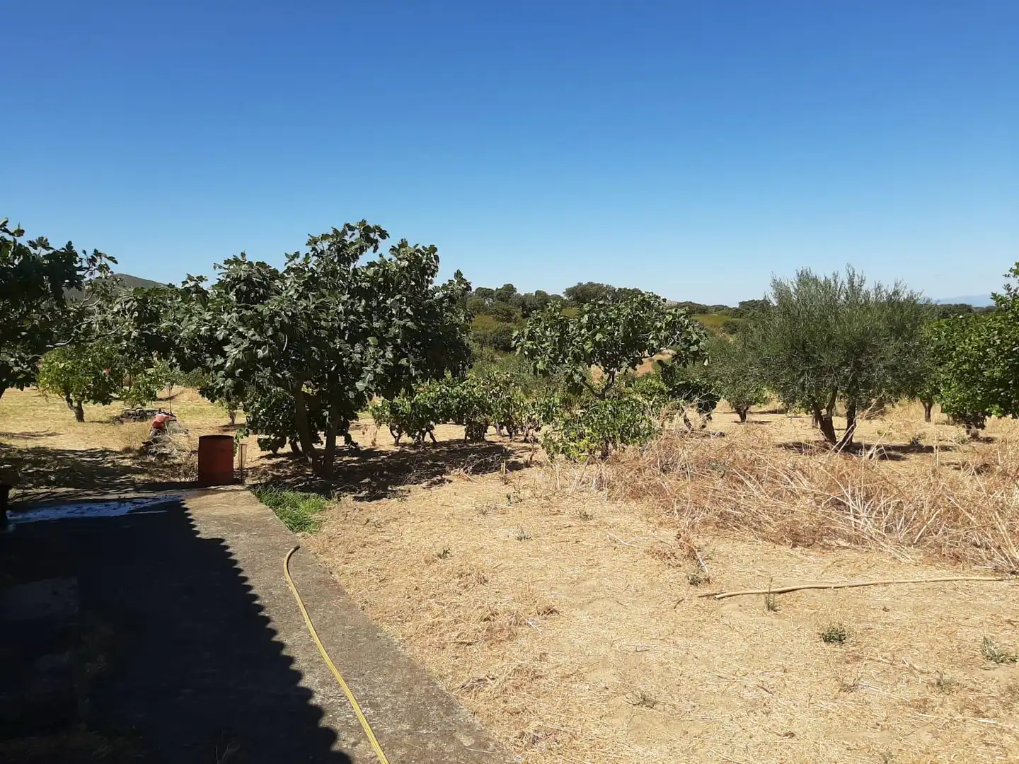 Finca rústica en venta en Jerte