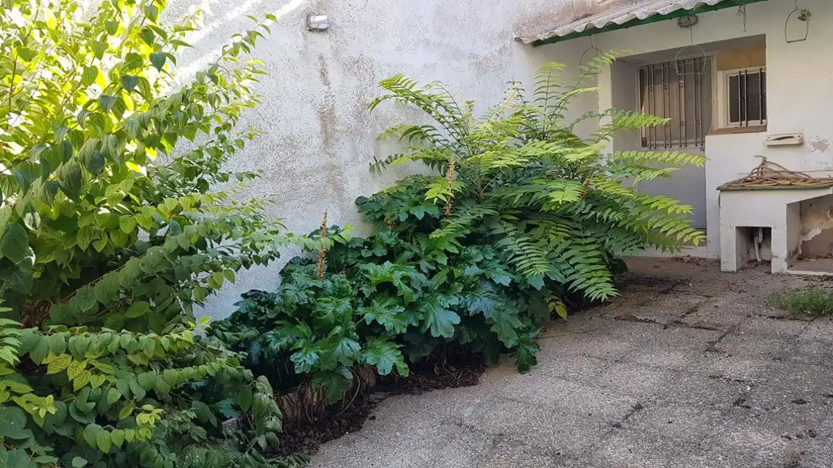 Jardí de Casa o xalet en venda en Minaya