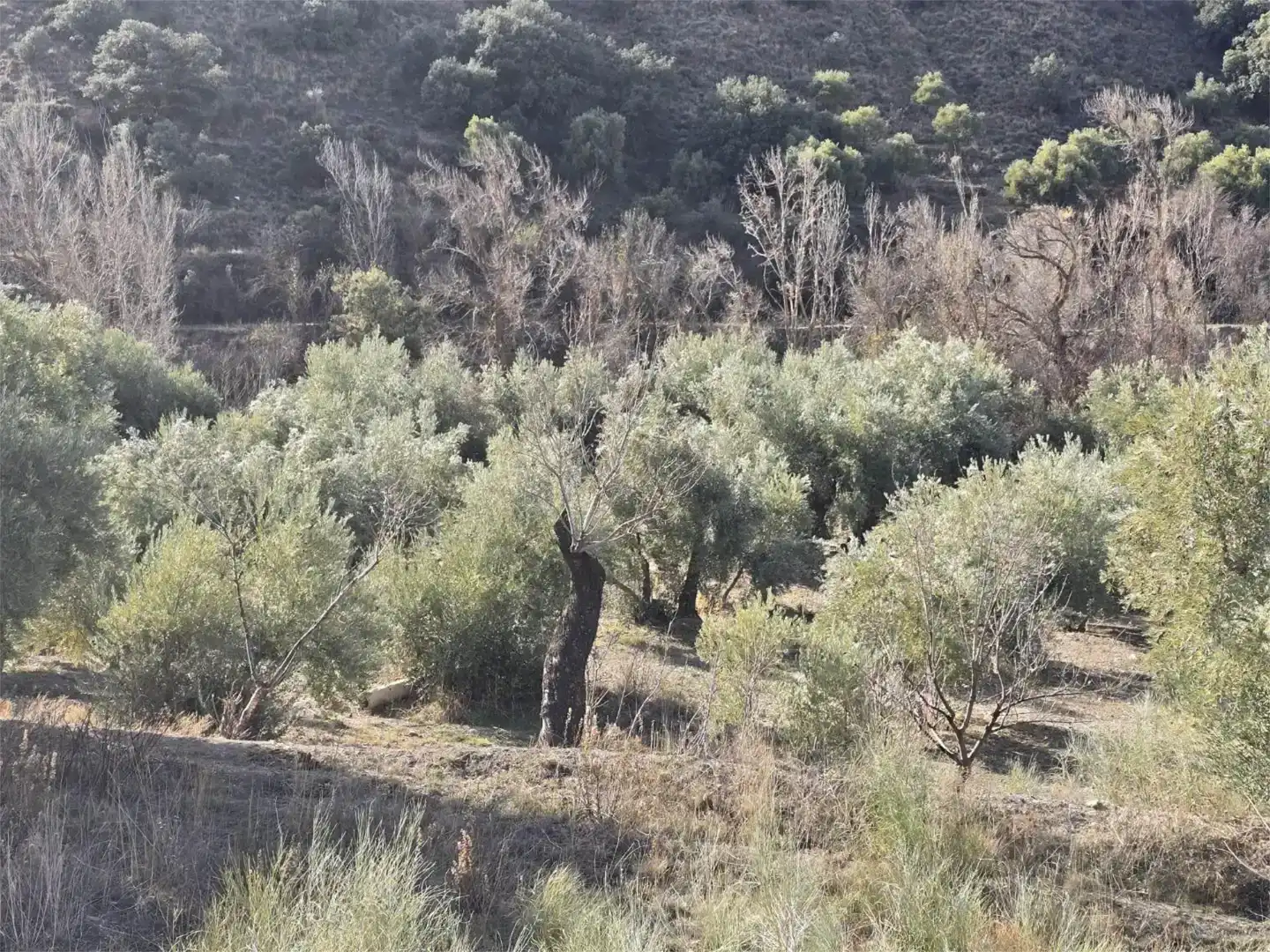 Terreno en venta en Gor, Granada