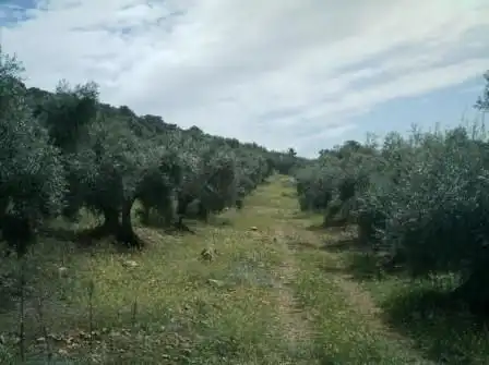 Terreno residenziale in vendita a Villaharta, imagen 2