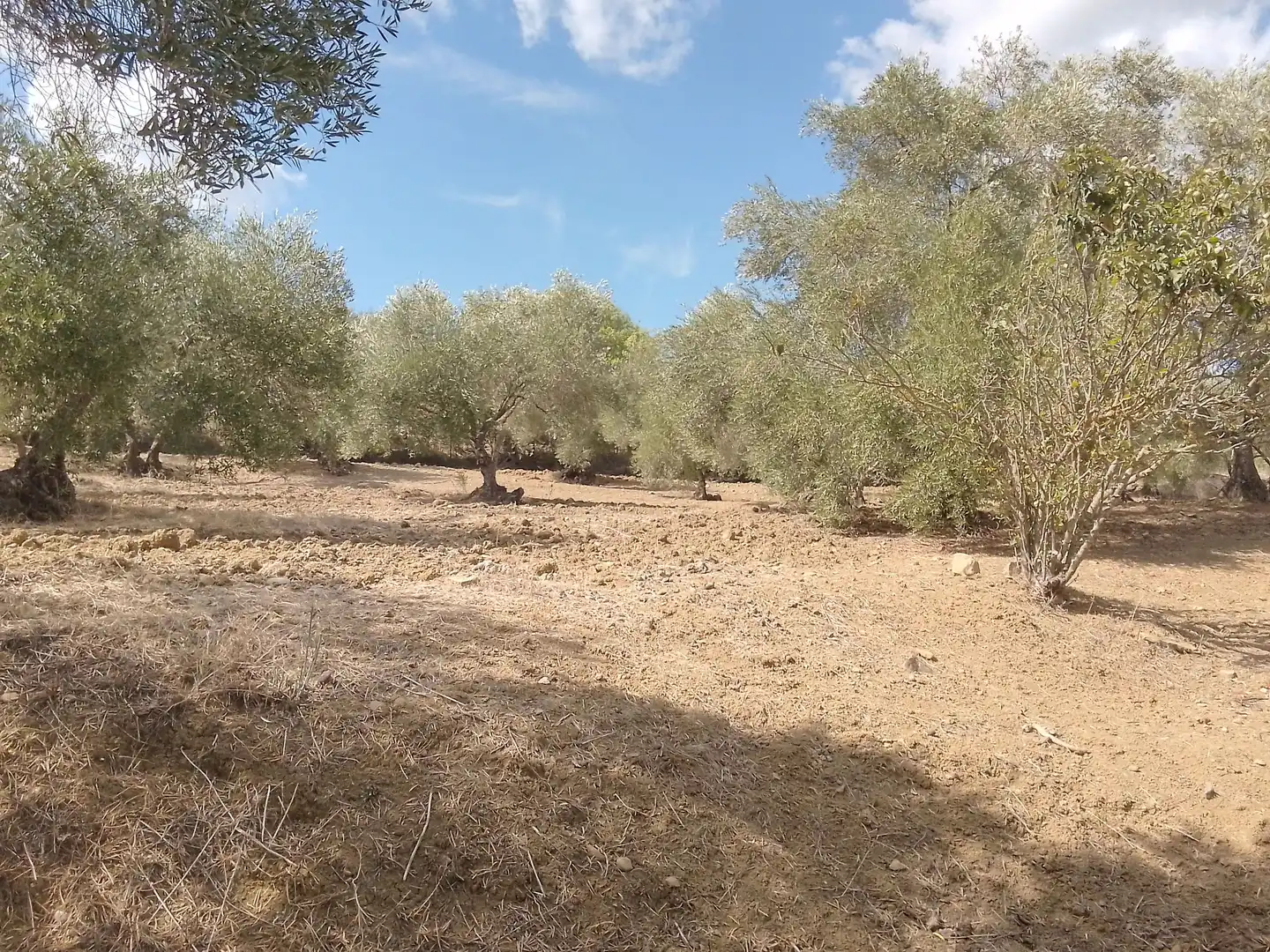Terrain rustique à vendre à Cortes de la Frontera, imagen 25