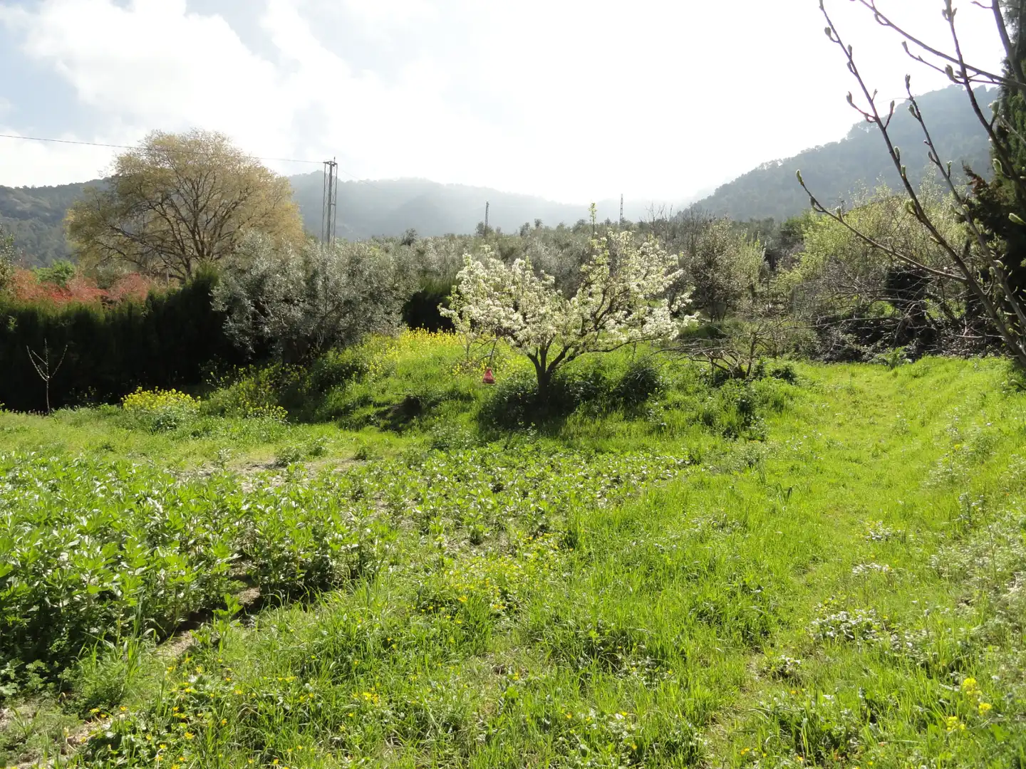 Land for sale in La Iruela
