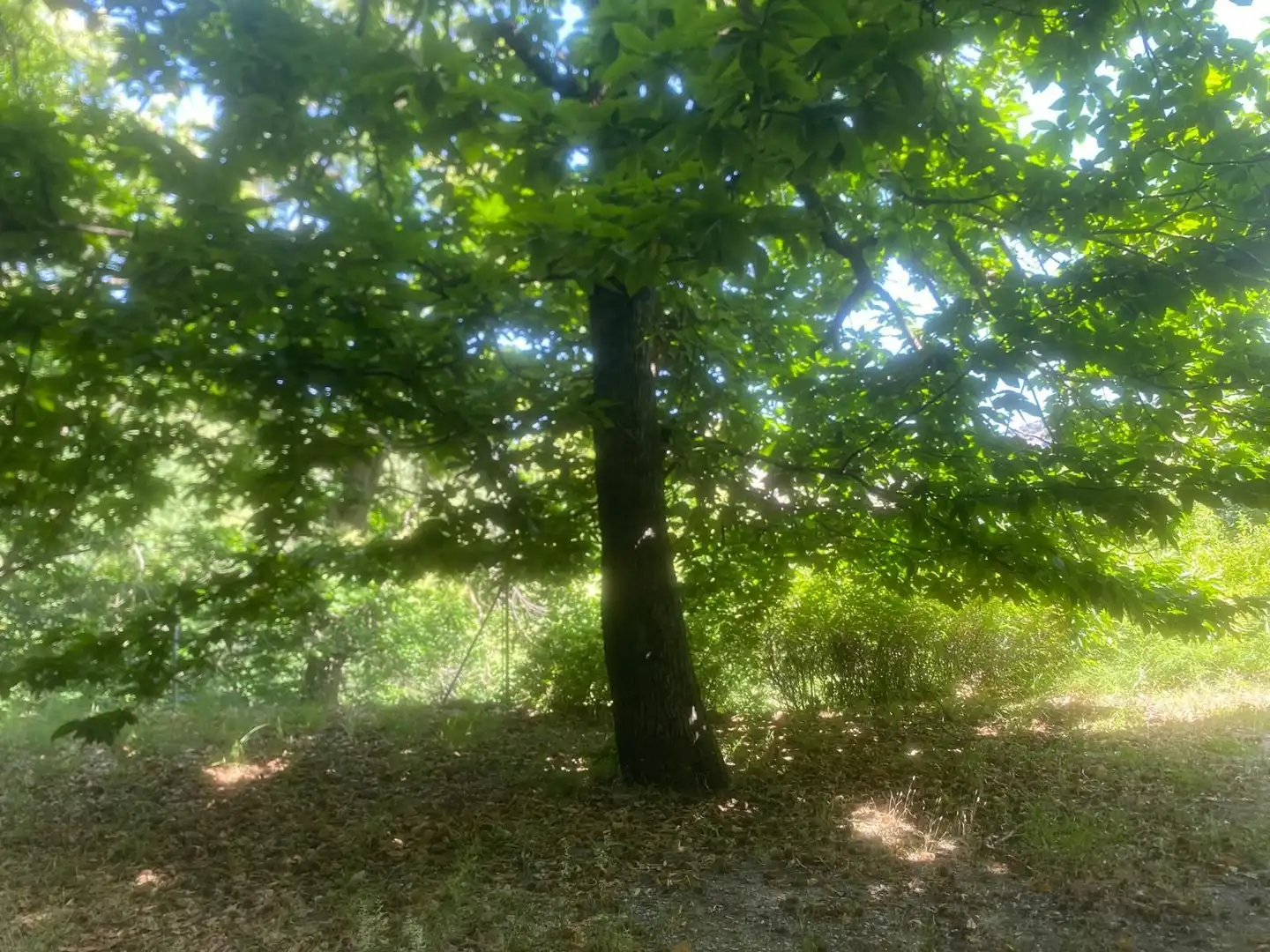 Casa amb jardí en venda a Güéjar Sierra, imagen 31