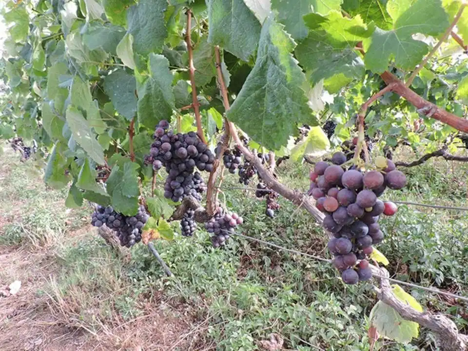 Vista exterior de Finca rústica en venda en Tacoronte amb Jardí privat i Traster