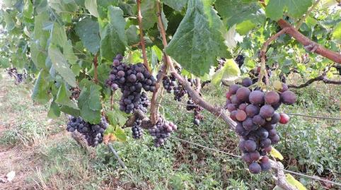 Foto 5 de Finca rústica en venta en Campo de Golf - Agua García - Juan Fernández, Santa Cruz de Tenerife