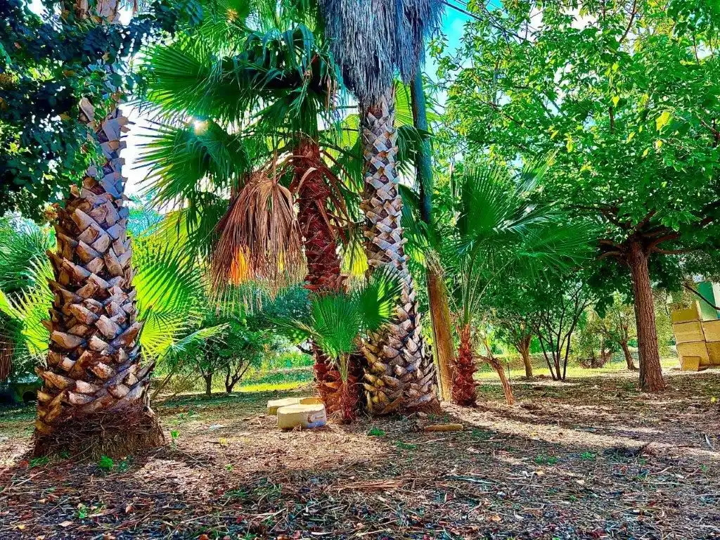 Casa amb jardí en venda a Palmeral V Bene, 22, imagen 50