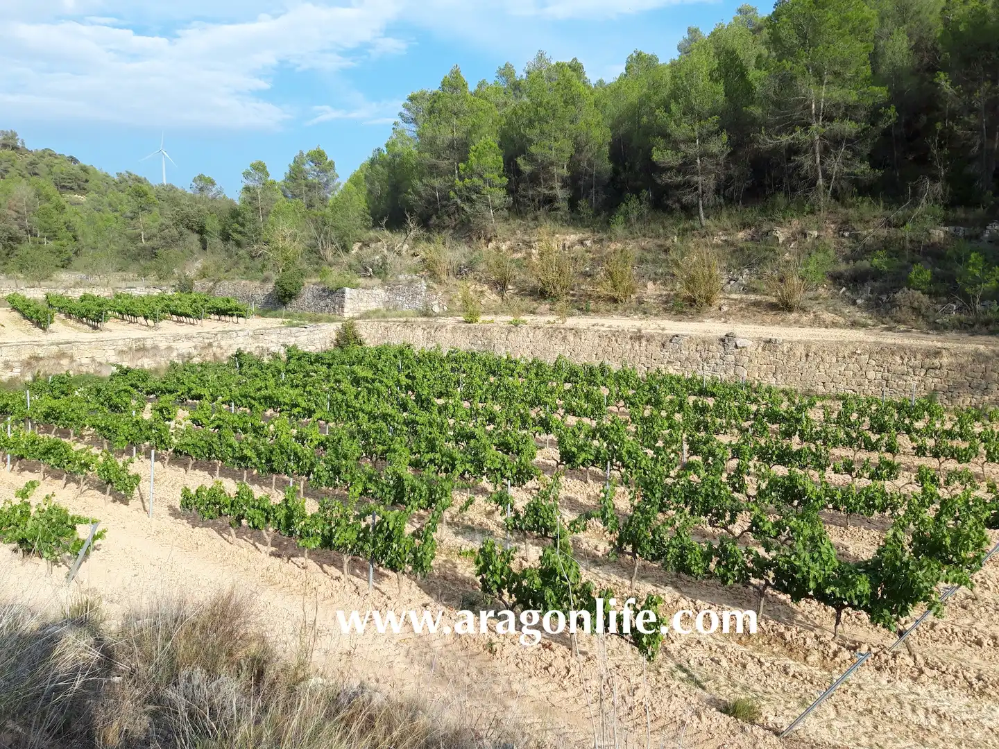 Finca rústica en venda en Caseres