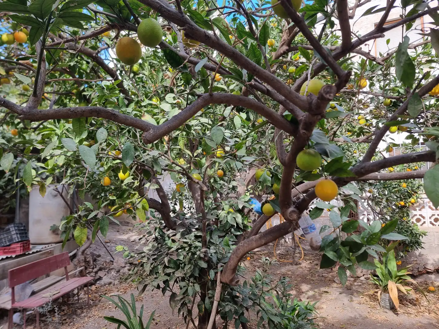 Jardí de Casa o xalet en venda en Almería amb Jardí privat, Terrassa i Moblat