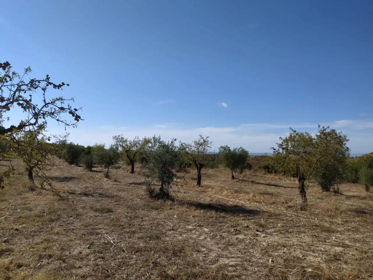 Terreno rústico en venta en Castelldans, imagen 13