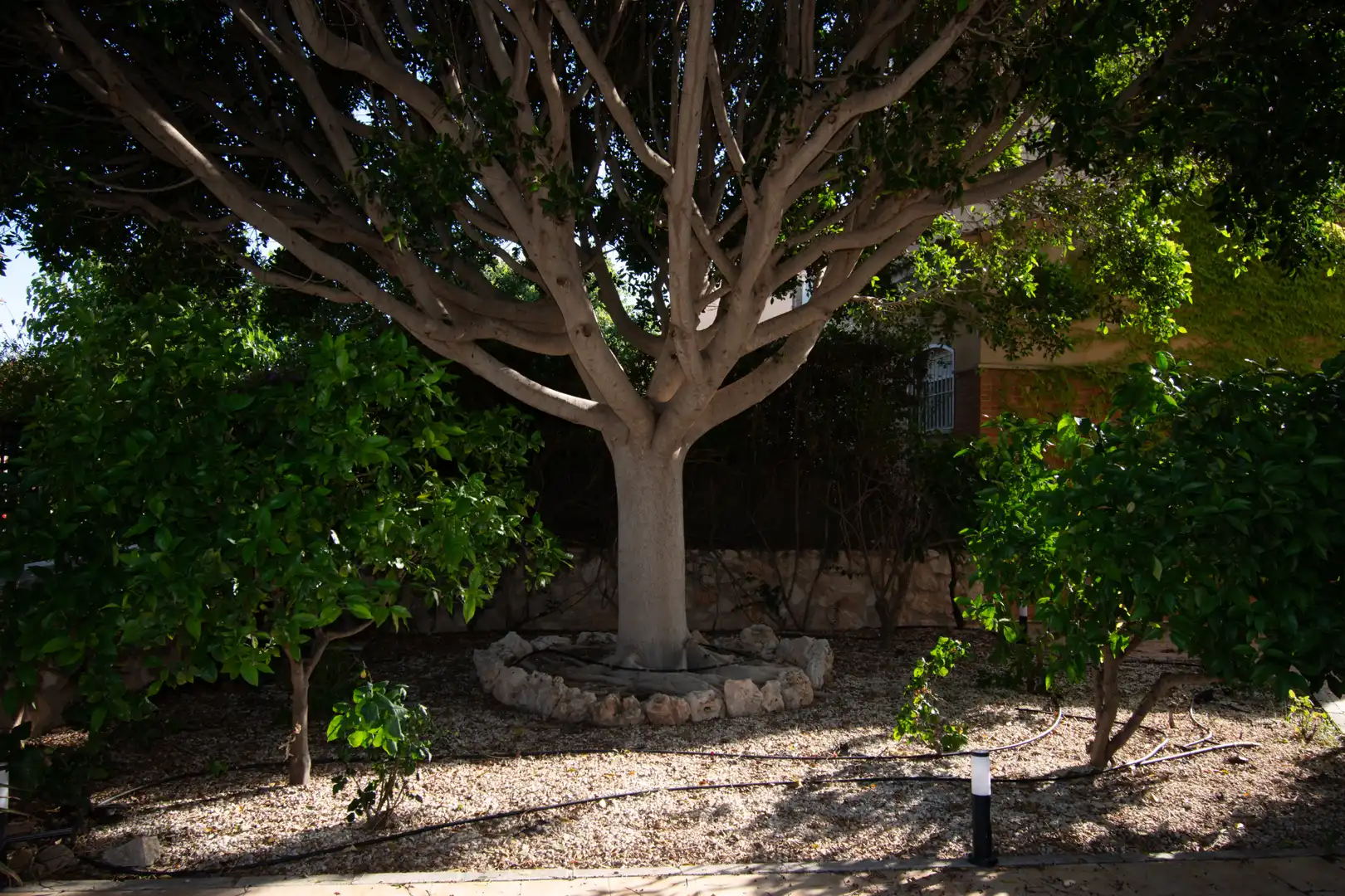 Jardín de Casa o chalet de alquiler en Murcia con Aire acondicionado, Calefacción y Jardín privado
