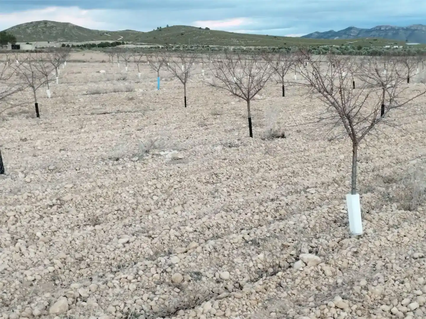 Terreno en venta en Montealegre del Castillo, Albacete