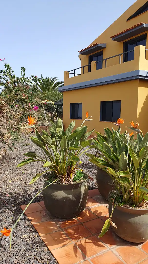 Jardí de Casa o xalet en venda en San Juan de la Rambla amb Jardí privat i Terrassa