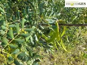 Rural land for sale in La Secuita, imagen 4