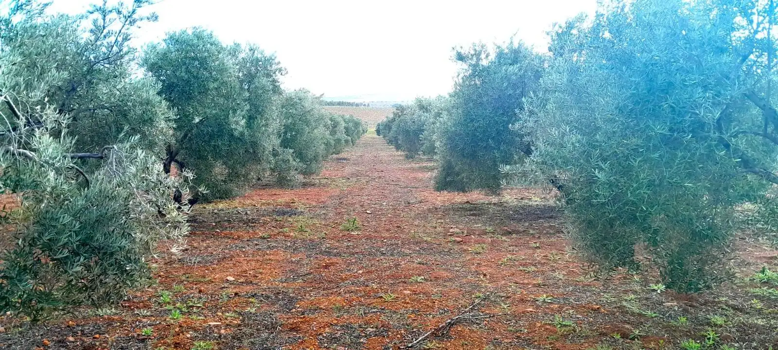 Rural land for sale in Valdepeñas, imagen 3