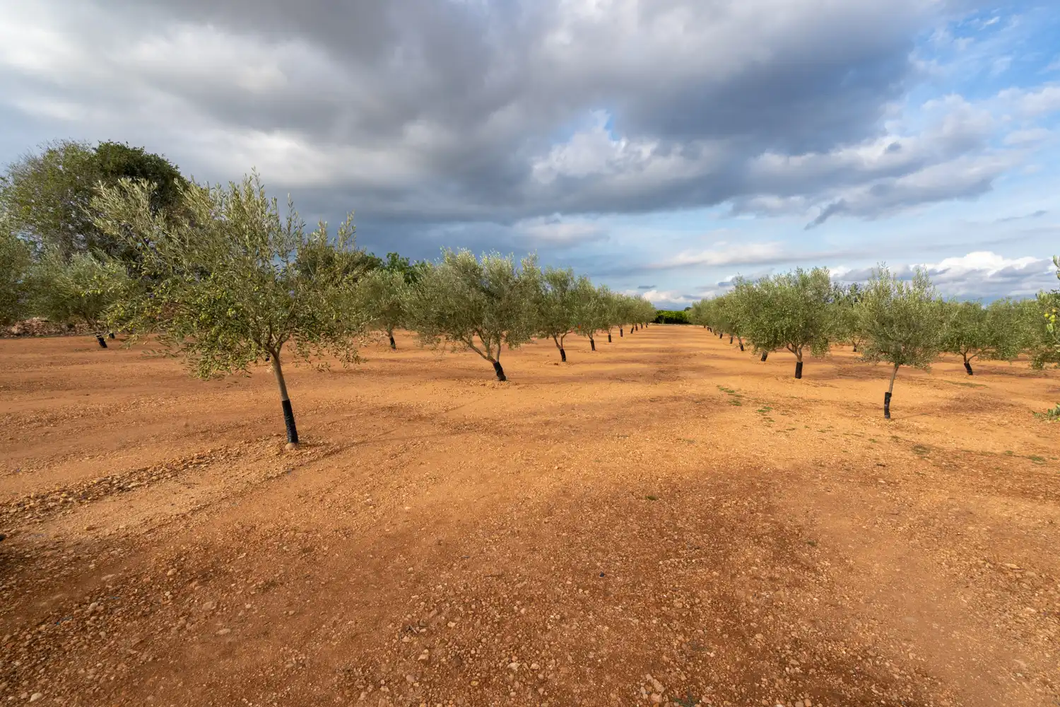 Rural land for sale in T-331 12, imagen 4