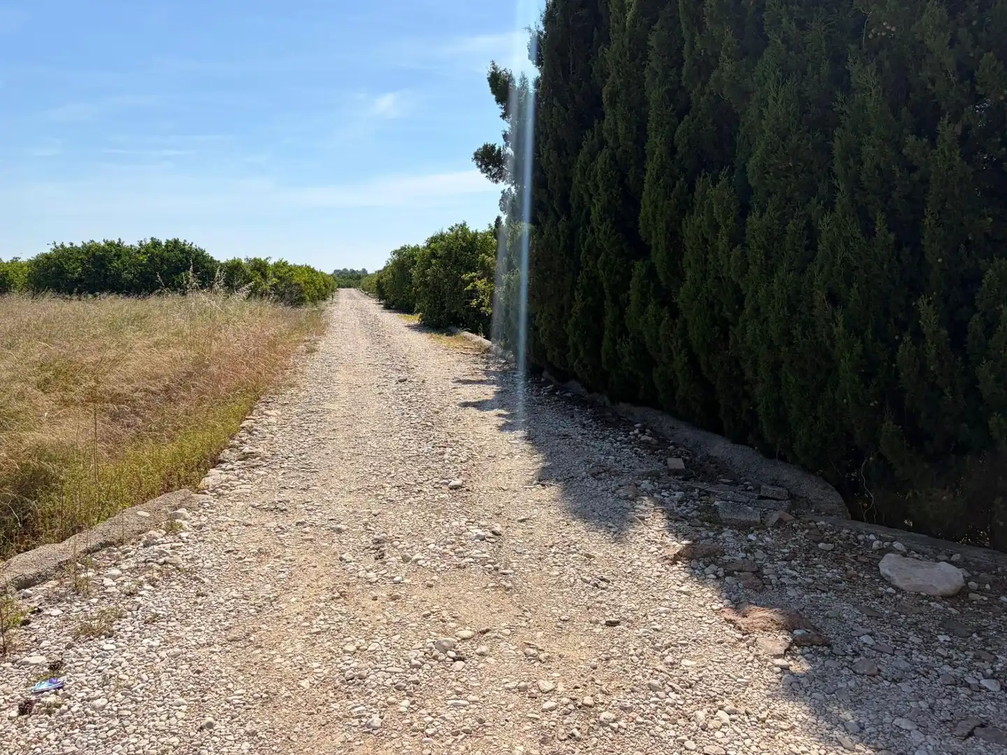 Finca rústica en venta en Oliva