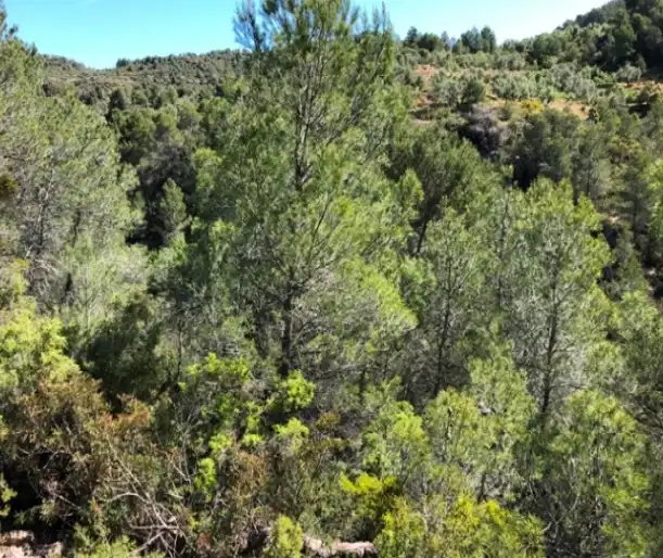 Rural land for sale in Pb Segrasos, imagen 11