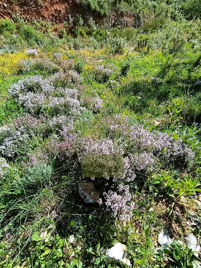 Jardí de Casa o xalet en venda en Ontinyent amb Terrassa
