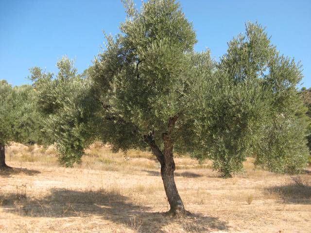 Terreno en Venta en Carrer Pervindre, 1 en Caseres