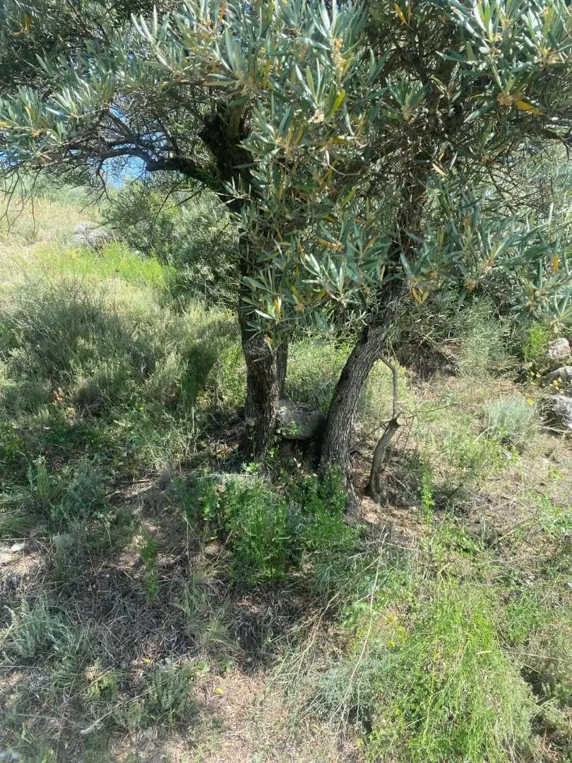 Grundstücke zur Miete in Loranca de Tajuña