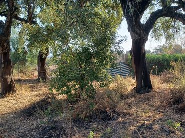 Terreny residencial en venda a Castilblanco de los Arroyos